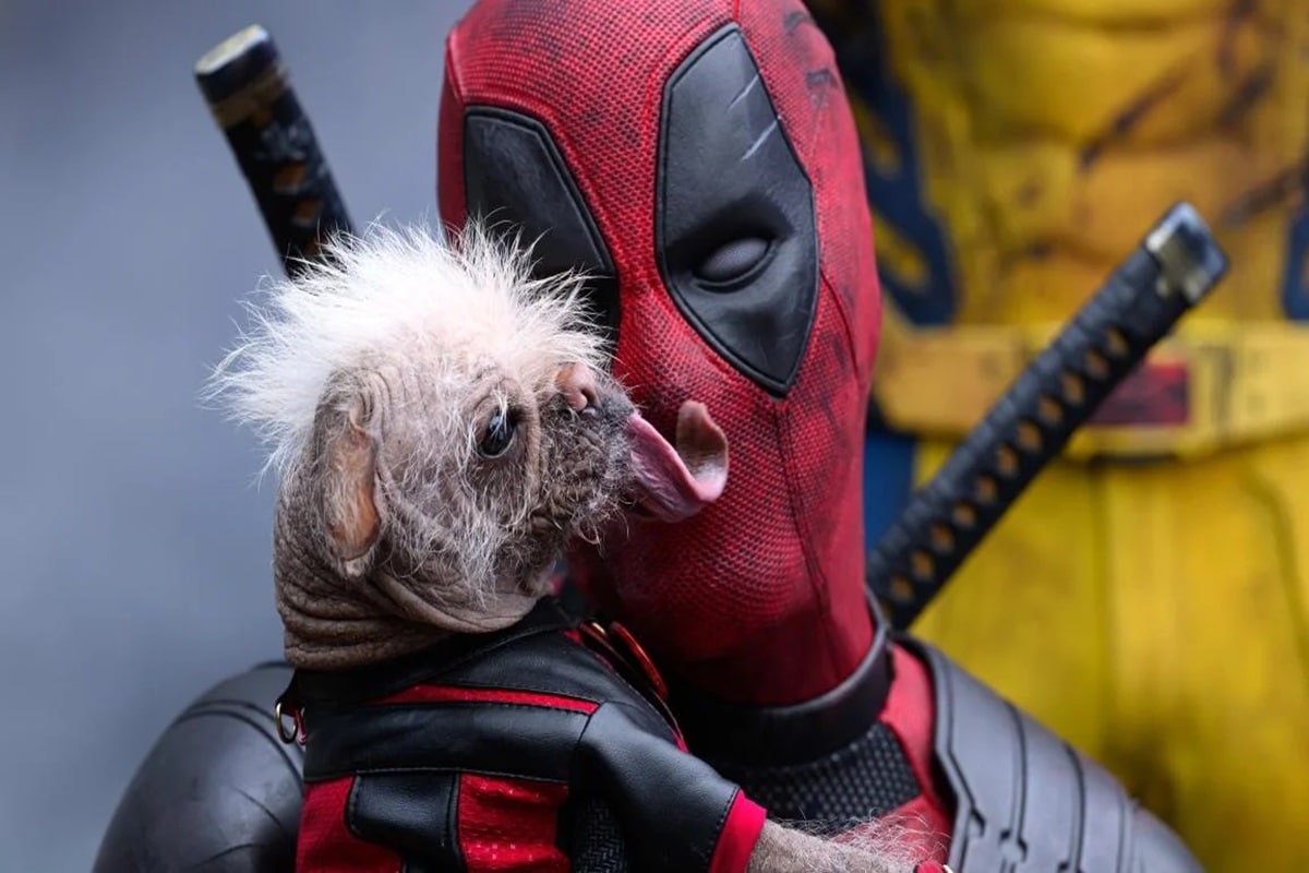 Che razza di cane è Dogpool, la cagnolina del nuovo film Marvel? 1 dogpool.jpg