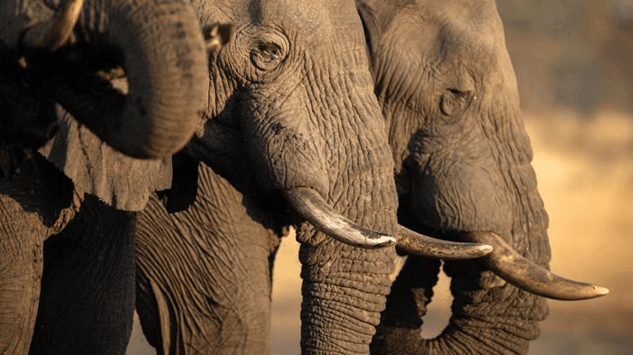elephant language m.png
