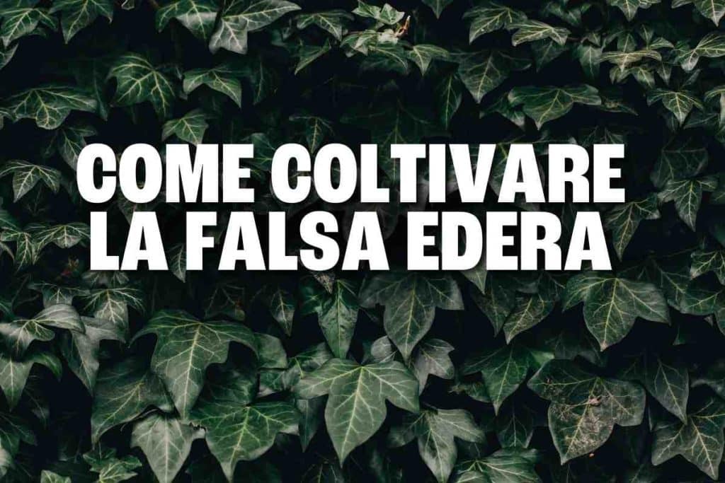falsa edera.jpg