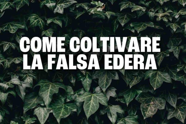 Fatshedera: come coltivare in vaso o in giardino la Falsa Edera 6 falsa edera.jpg
