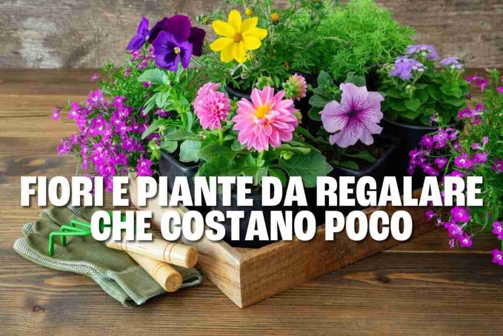 fiori piante che costano poco.jpg