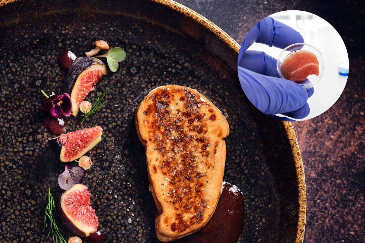 foie gras coltivato.jpg