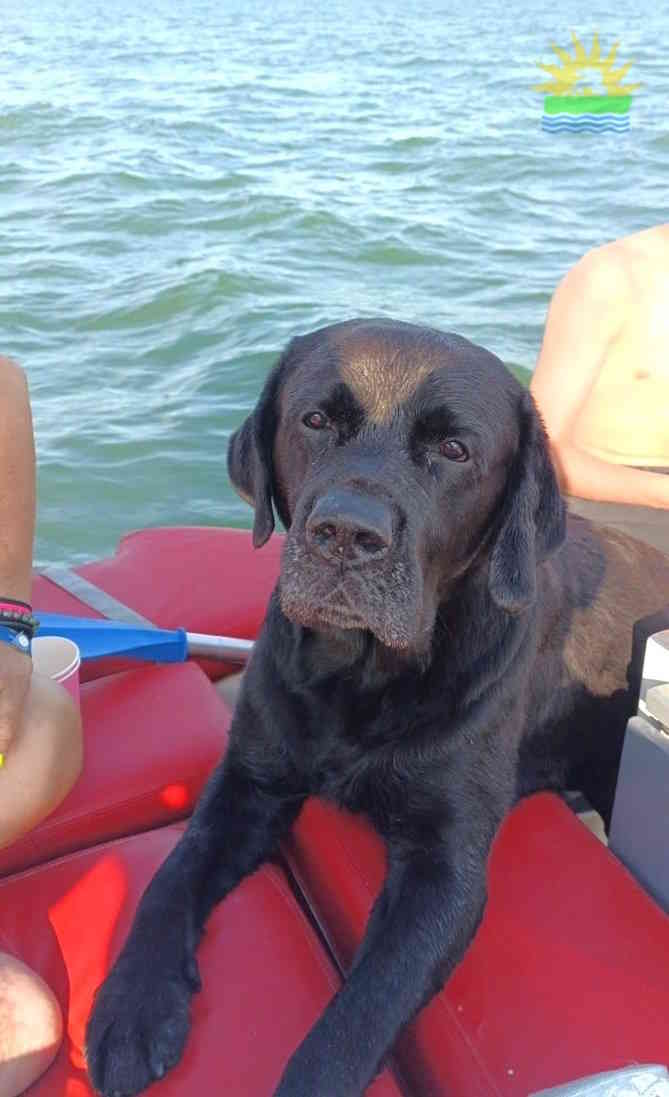 foto ziggy cane labrador salvato pescatori veneziani. lido oro benon 2024 lido di venezia 3