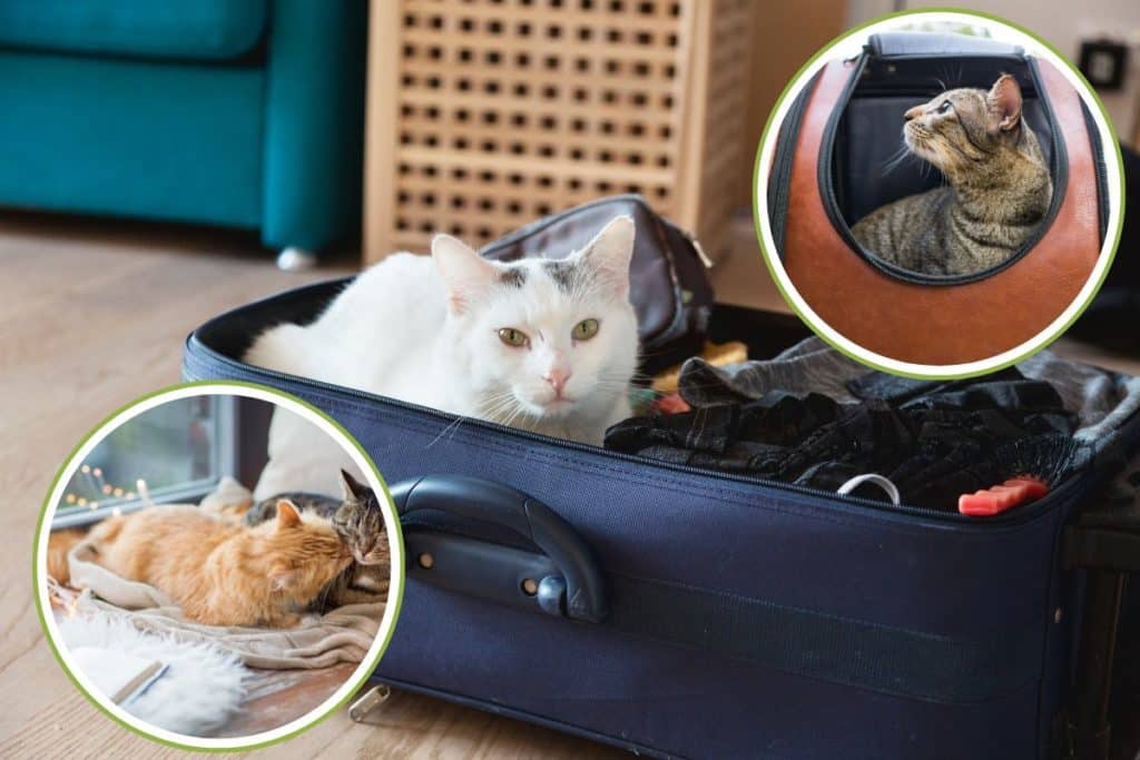 gatto vacanza.jpg