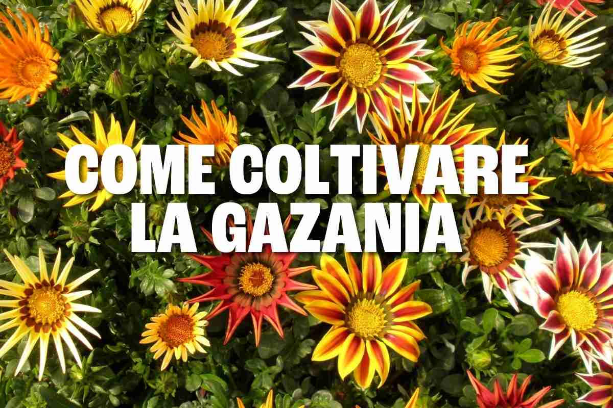 gazania 1.jpg