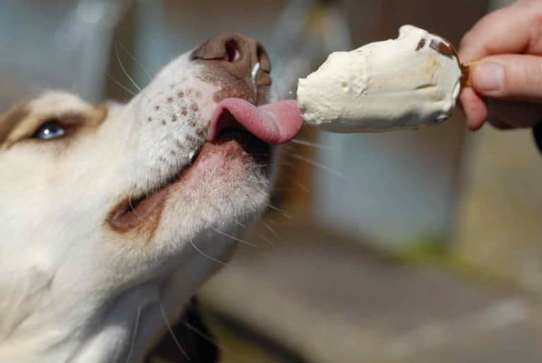 ghiacciolo gelati cani.jpg