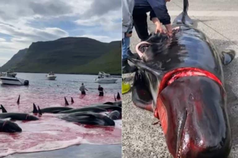 Grindadráp: il bagno di sangue dei globicefali in diretta dalle isole Fær Øer (IMMAGINI FORTI) 7 globicefali.jpg