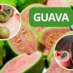 guava cover.jpg