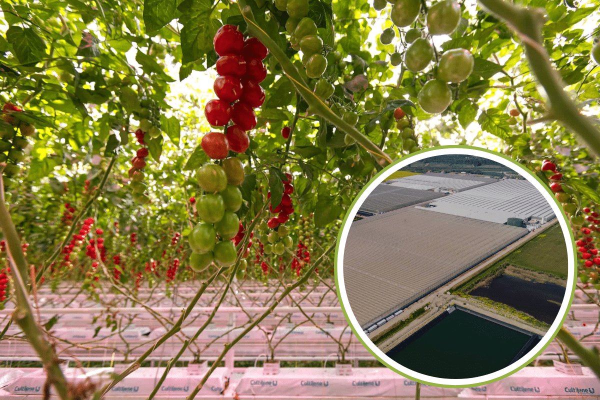 Quando il fotovoltaico galleggiante diventa la chiave per coltivare pomodori e cetrioli idroponici (praticamente) a costo zero 1 idroponico.png
