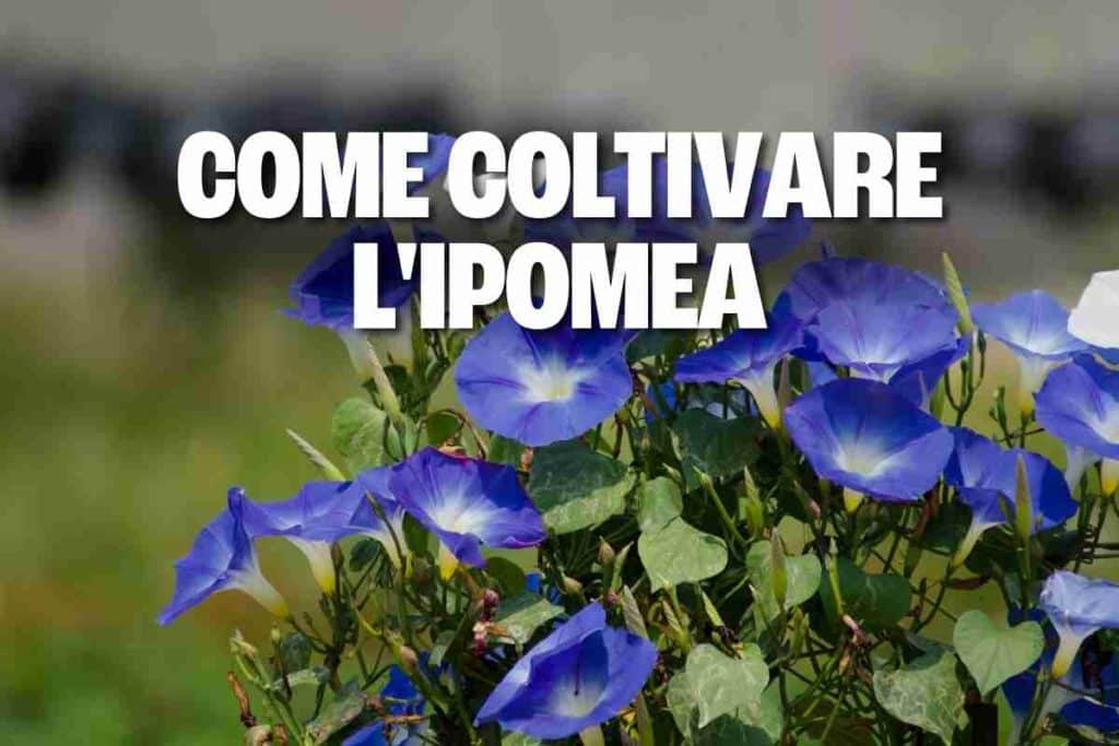 ipomea 1.jpg