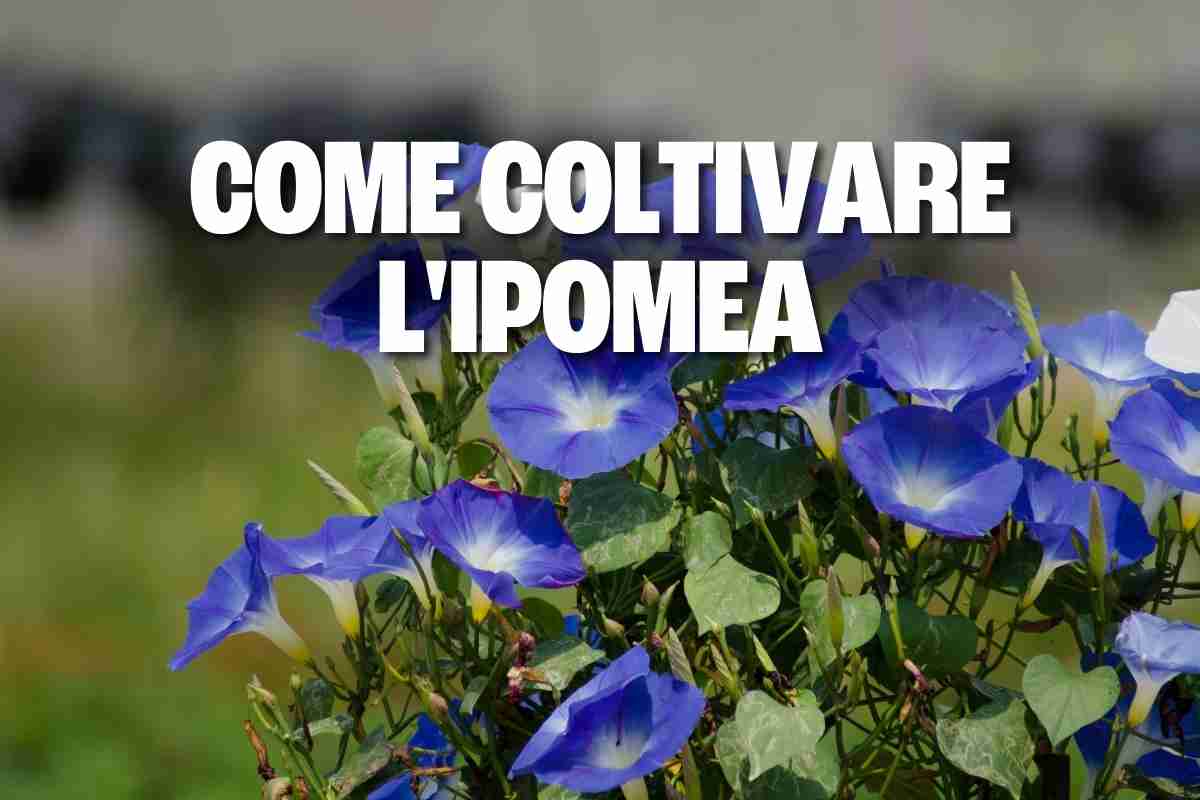 ipomea 1.jpg