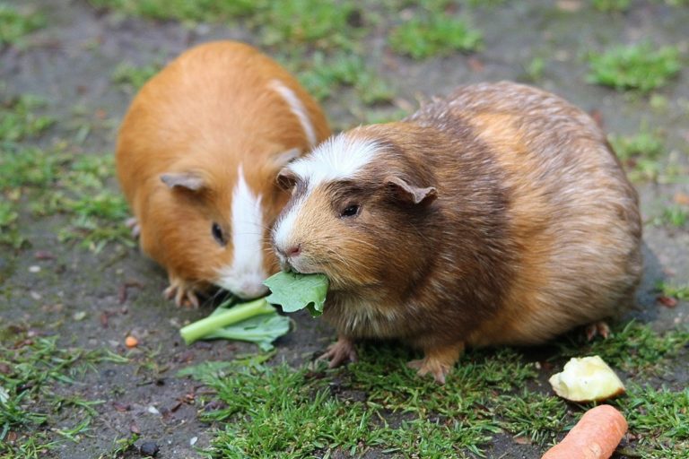 ipovitaminosi c cavia.jpg