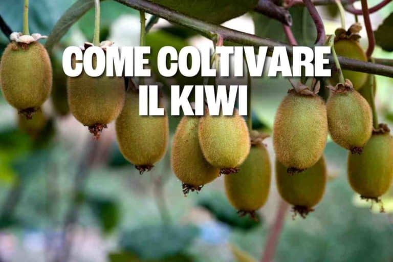 kiwi.jpg