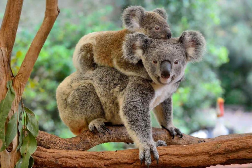 koala.jpg