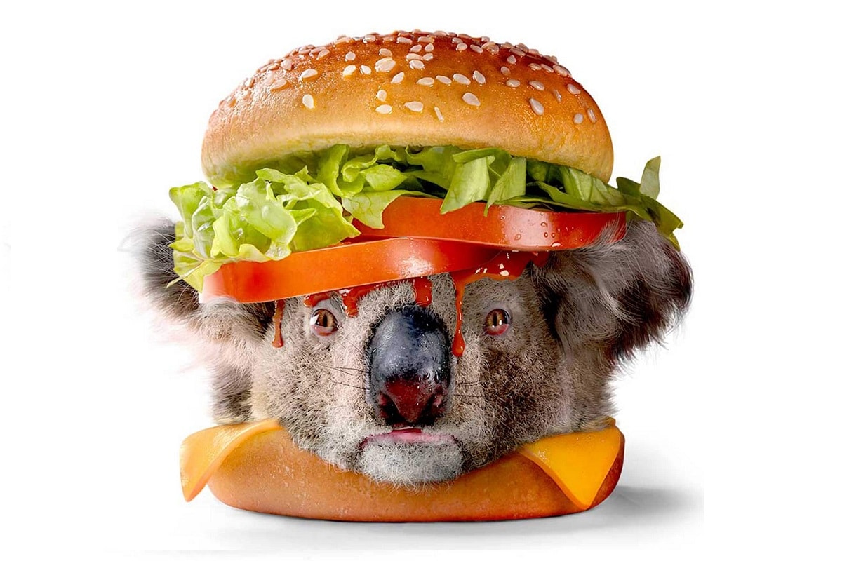 koala.jpg