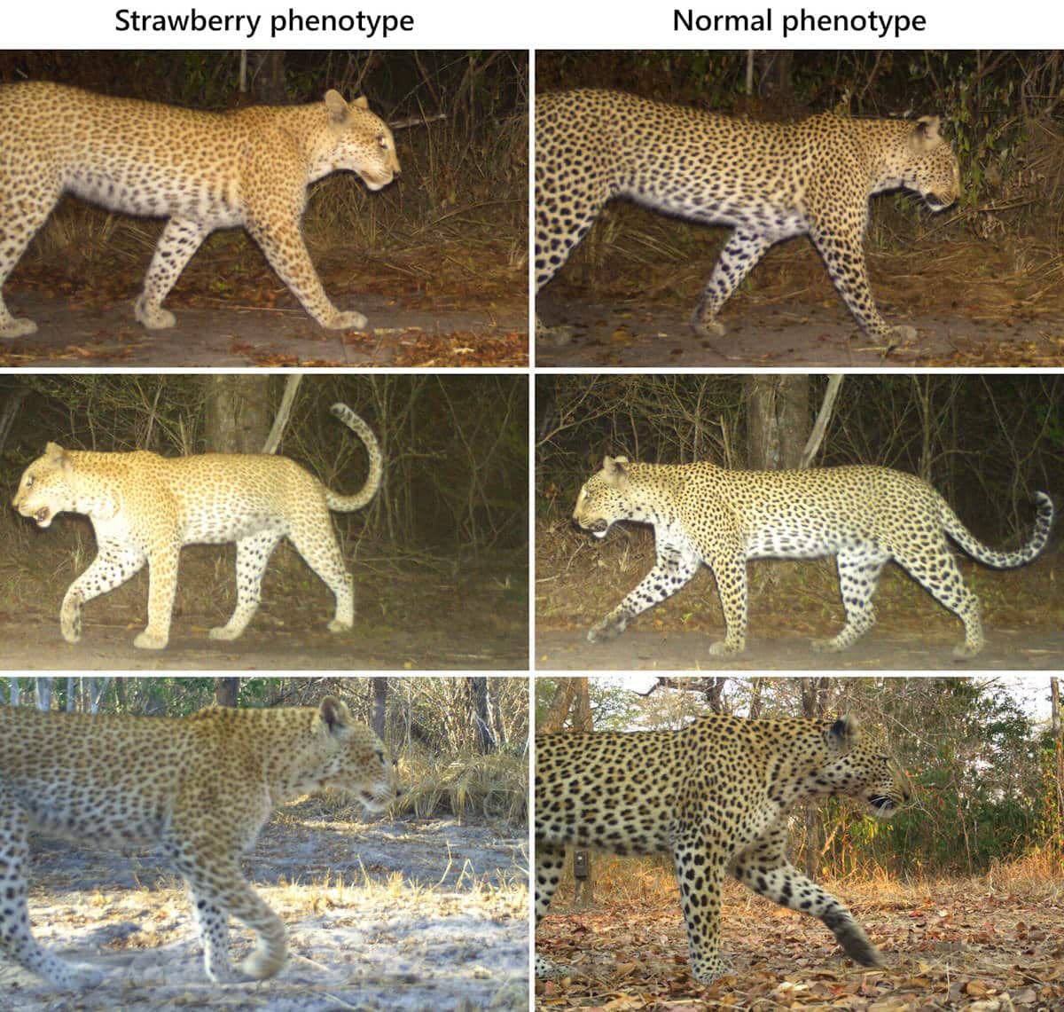 leopardo fragola tanzania