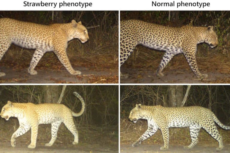 leopardo fragola tanzania c.jpg