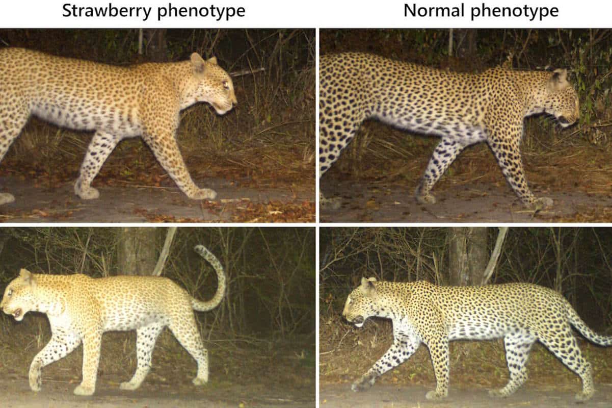 Il raro (e bellissimo) leopardo fragola è stato avvistato per la prima volta in una riserva in Tanzania 1 leopardo fragola tanzania c.jpg