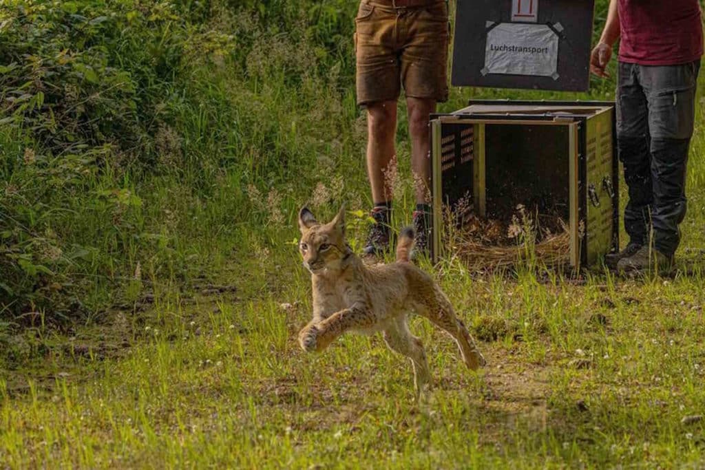 lince.jpg