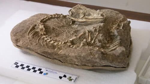 lizard skeleton 700000 years old 1 500x281.jpg