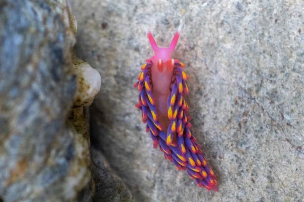 lumaca arcobaleno.jpg