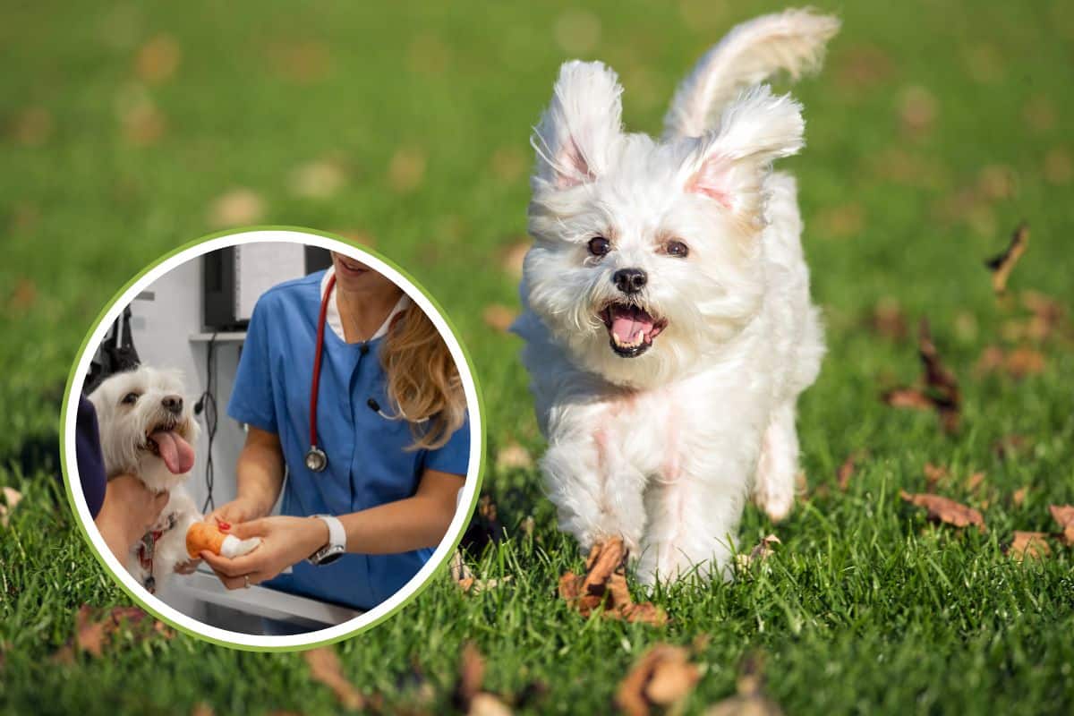 Hai un Maltese? Sono una veterinaria e ti spiego a quali sintomi e malattie fare attenzione 1 maltese malattie.jpg