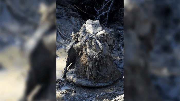 mammoth freeze dried skin m.png