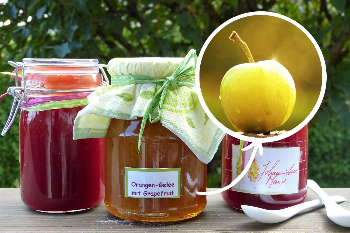 mela marmellata.jpg