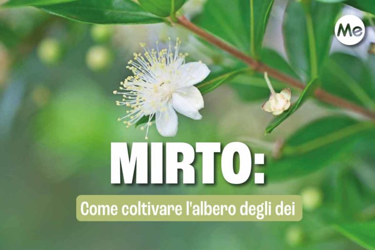 Mirto: come coltivare nel tuo giardino l’albero degli dei 8 mirto 1.jpg