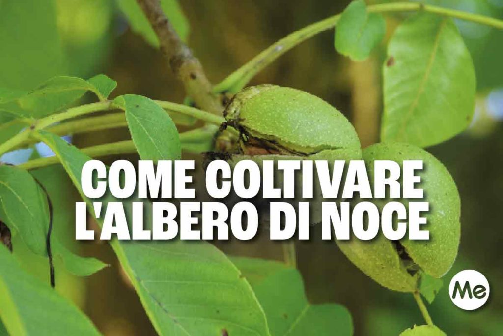 noce.jpg