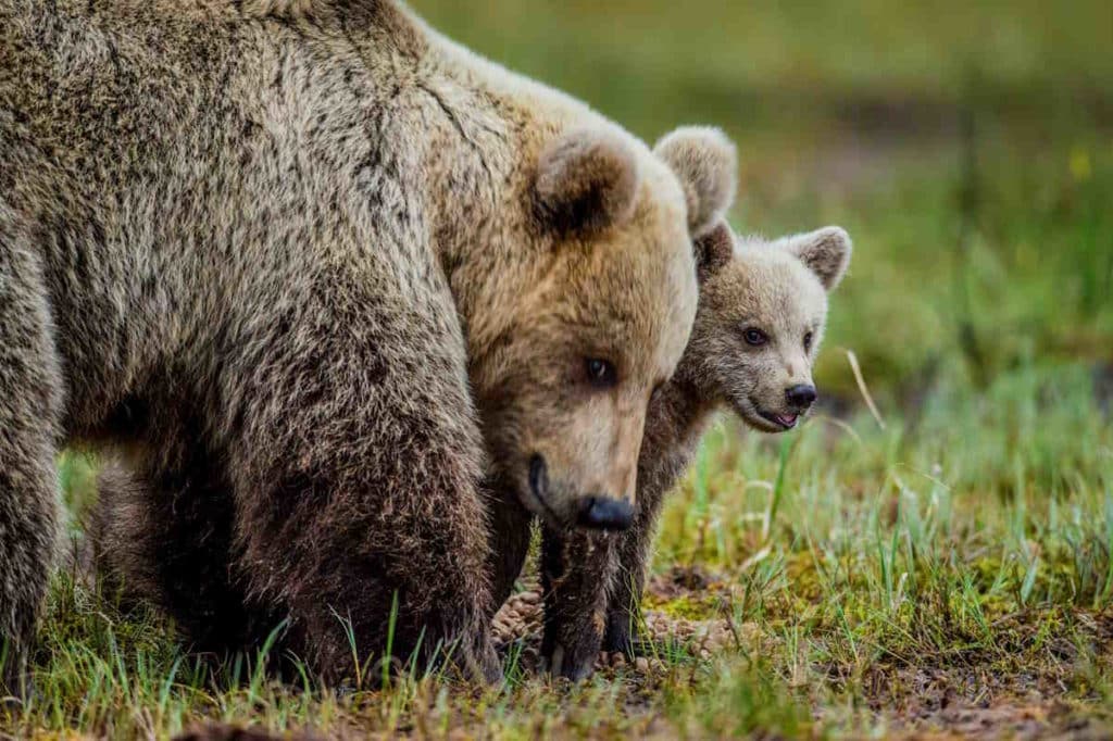orso con cucciolo.jpg