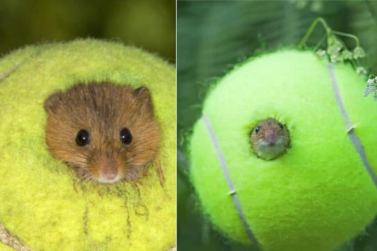 Non crederai mai come vengono recuperate le palline da tennis usate a Wimbledon (ma ti piacerà tantissimo) 10 palline topi.jpg