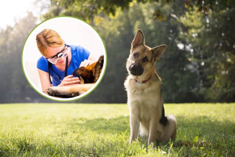 Hai un Pastore Tedesco? Sono una veterinaria e ti spiego a quali malattie fare attenzione 2 pastore tedesco 1.jpg