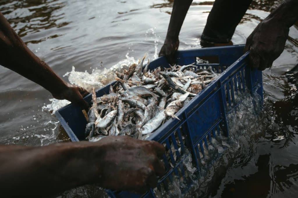 pesca pesci wwf.jpg