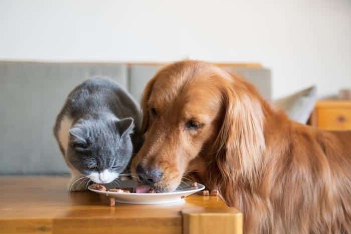 pets m.jpg