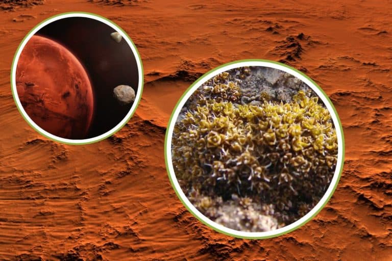 Scoperta nel deserto l’unica pianta al mondo che può crescere anche su Marte 7 pianta marte.jpg