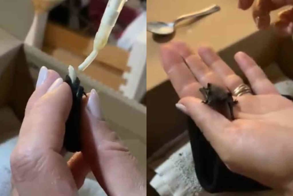 pipistrello.jpg