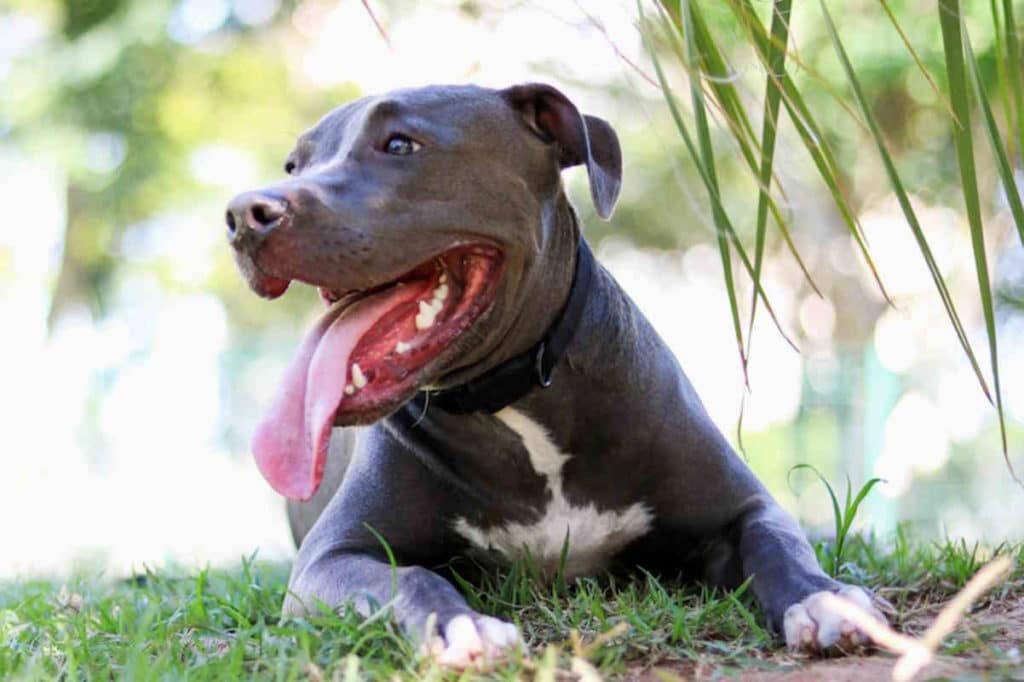 pitbull 1.jpg