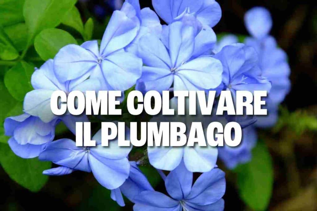 plumbago 1.jpg