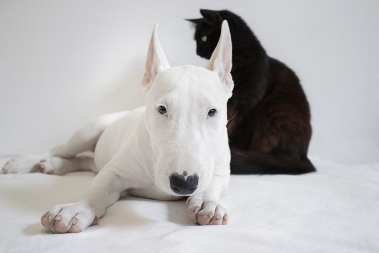 pulci cane gatto.jpg