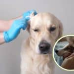 pulire orecchie cane 1.jpg