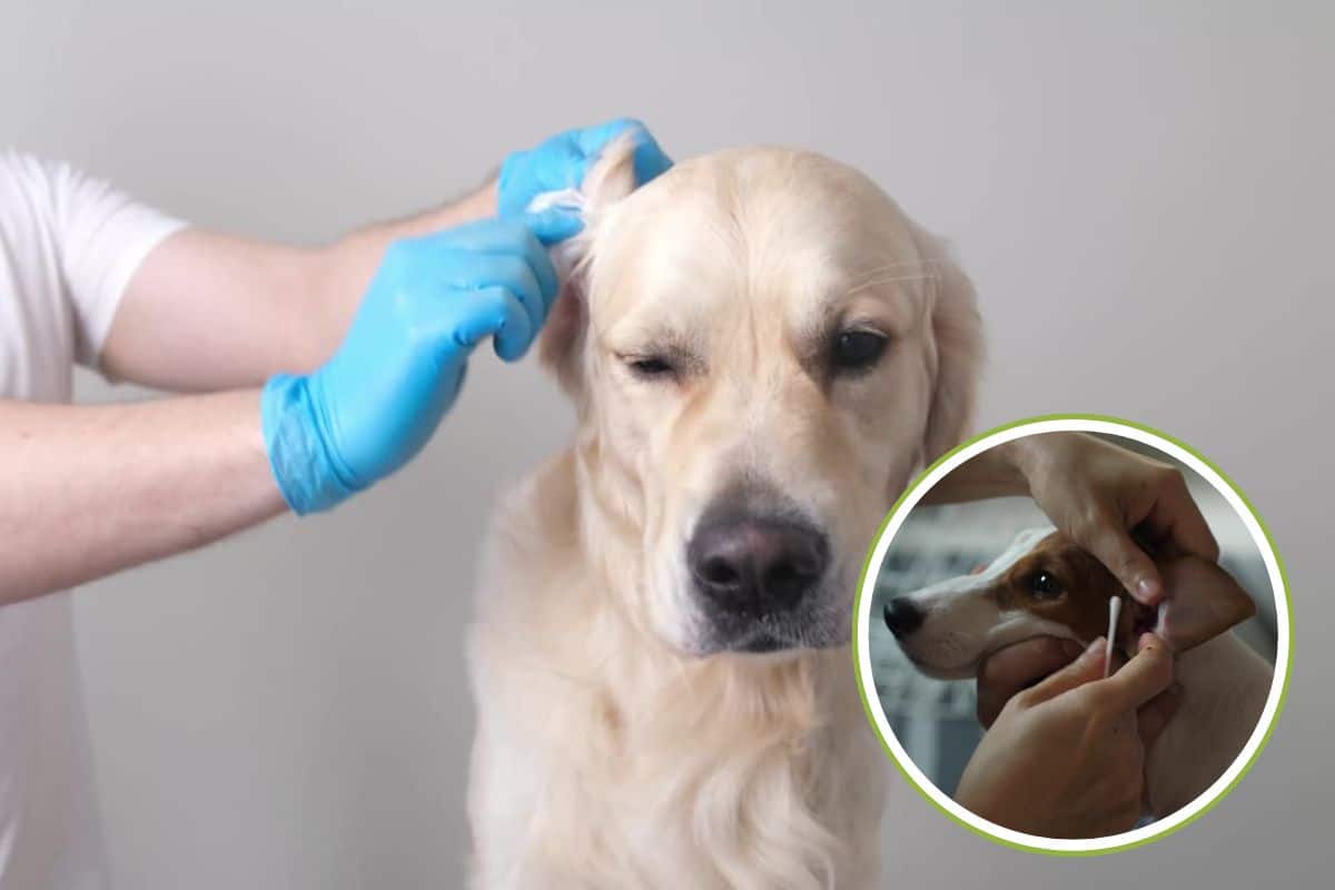 pulire orecchie cane 1.jpg