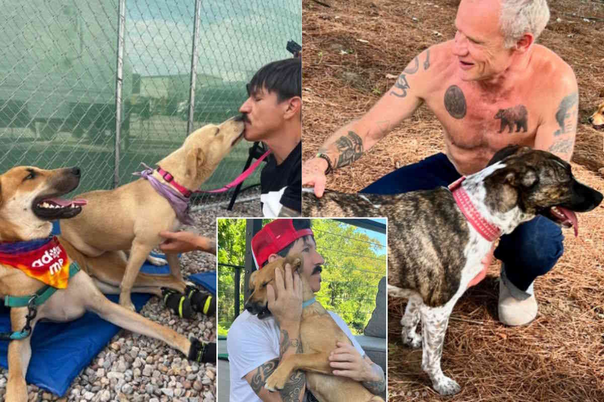 Musica rock e amore per i cani trovatelli: così i Red Hot Chili Peppers promuovono le adozioni dai rifugi 1 red hot.jpg