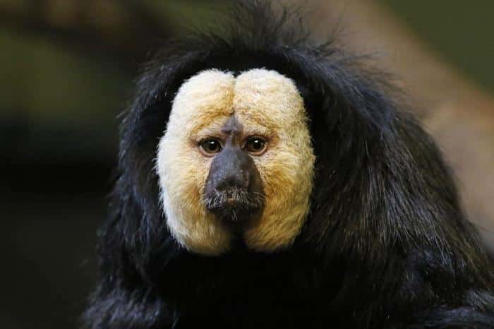 saki monkey m.jpg