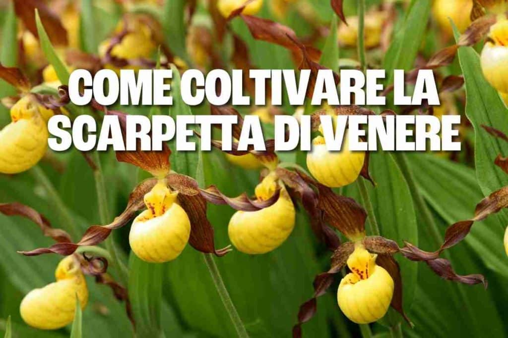 scarpetta di venere 1.jpg