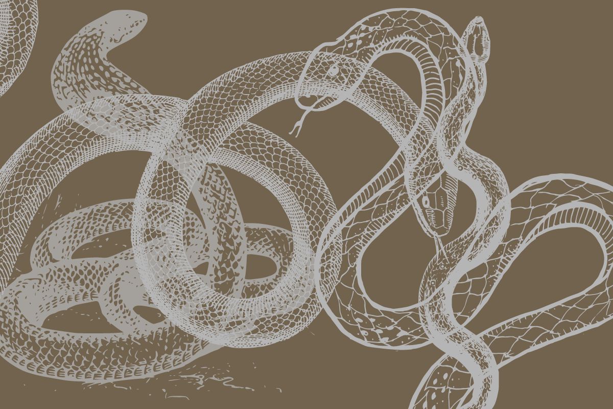 serpenti test.jpg