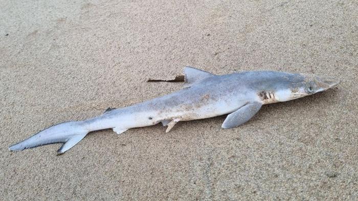 shark m.jpeg