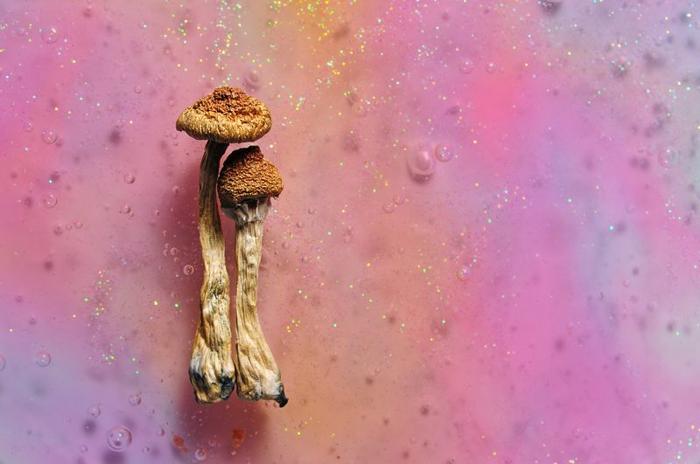 shrooms m.jpg