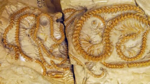 snake fossil 1 500x281.jpg