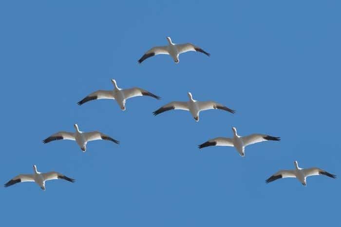 Il Mistero delle Formazioni a V degli Uccelli Migratori 1 snow geese in a v m.jpg